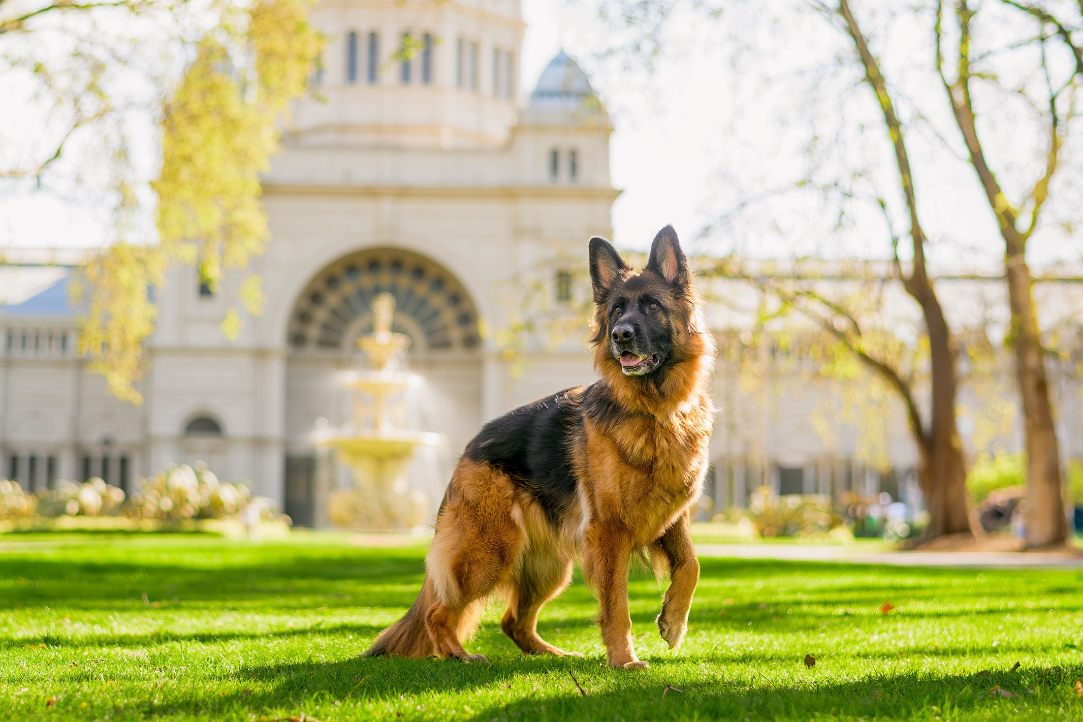 Izzy the German Shepherd, photographed for the rescue calendar