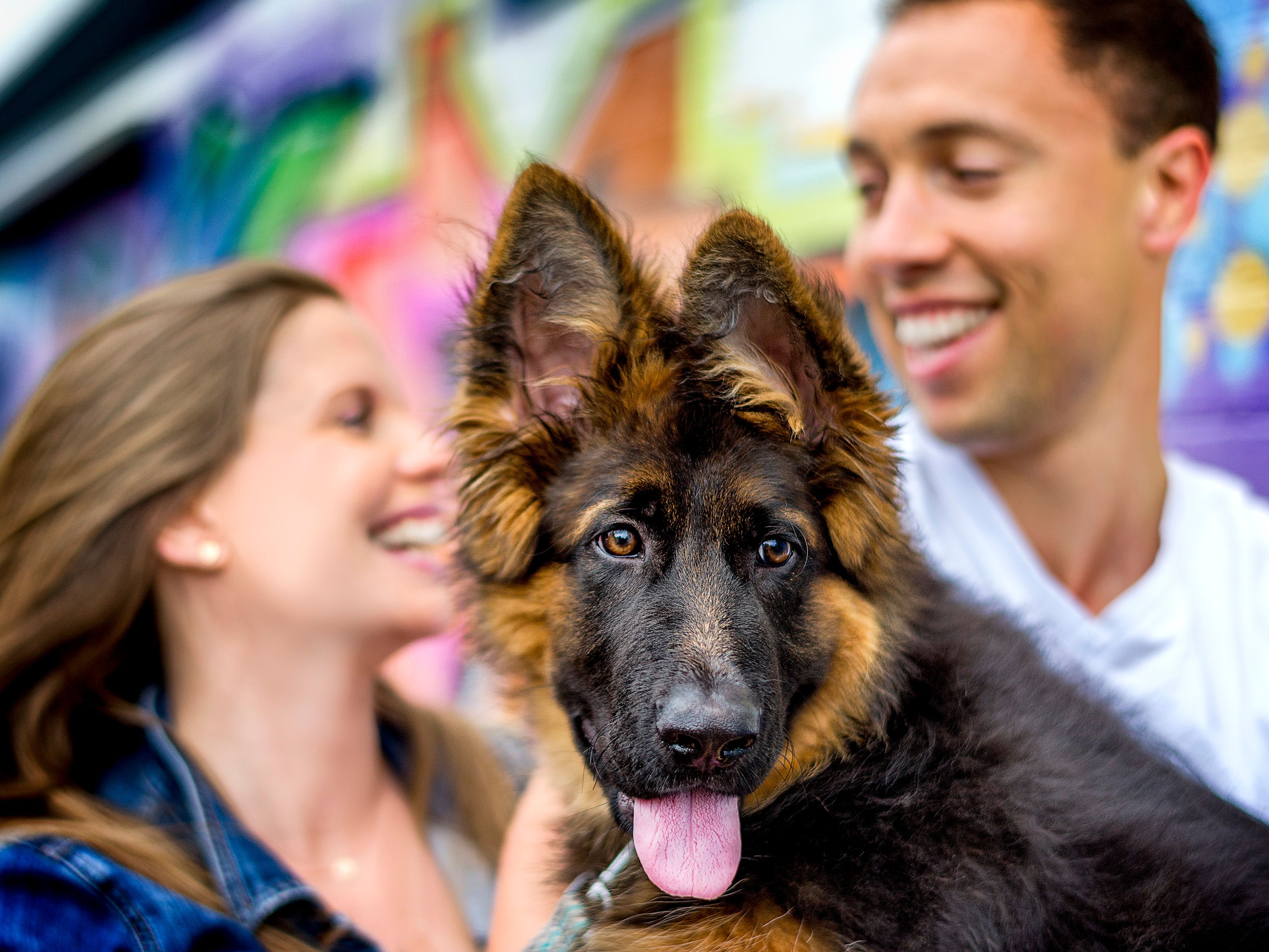 A German Shepherd photographed for German Shepherds of Australia