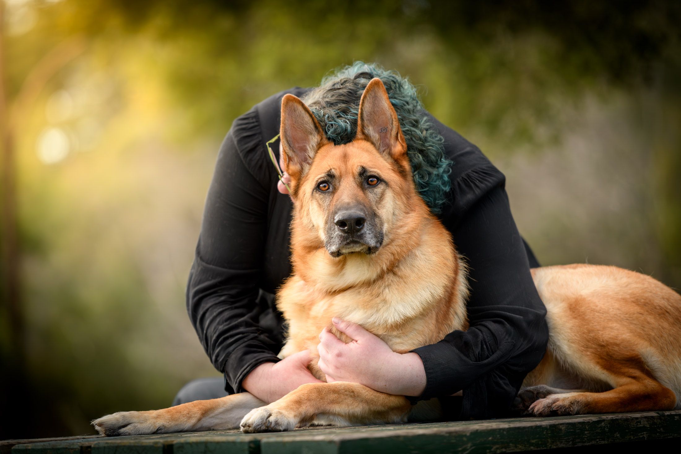 A German Shepherd held in the arms of his owner outdoors