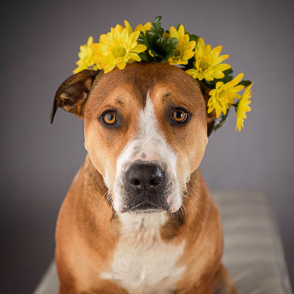 A tan dog wearing a crown of yellow flowers