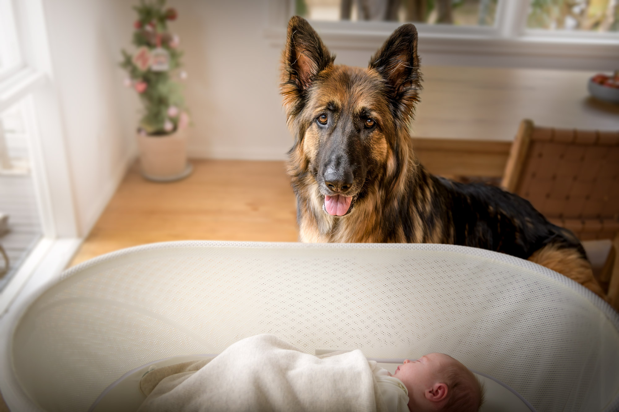 german-shepherd-baby-portrait